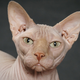 Illustration for article titled Your Cat Is Trying to Kill You Again, Part II: The Quickening